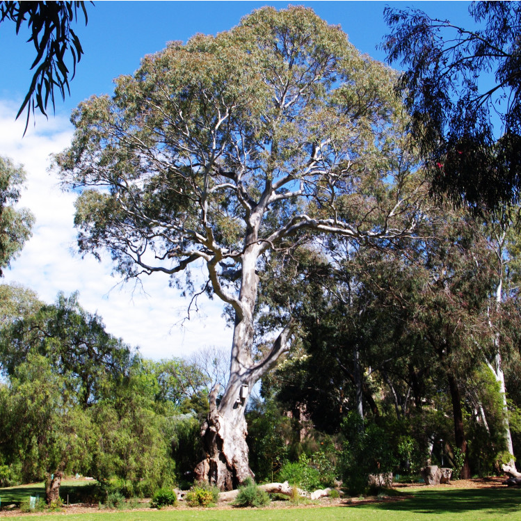 A majestic Red Gum standing in a grassy park.